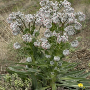 Rindera lanata